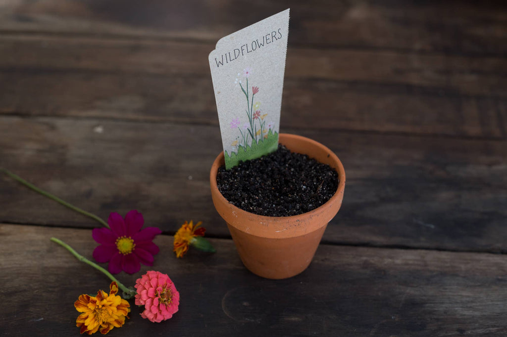Wildflowers Gift of Seeds (Australia Only)