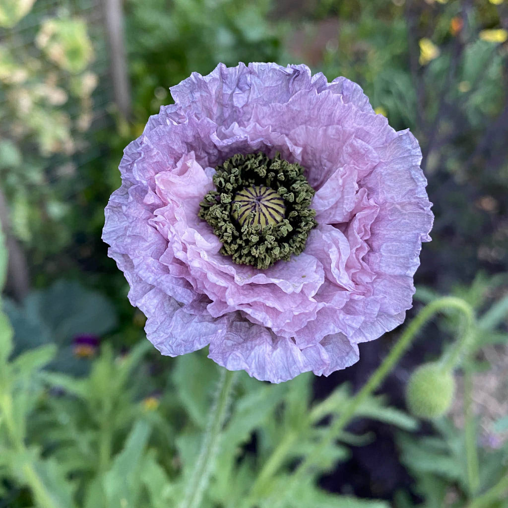 Bee & Beneficial Insect Seed Balls - 2 Sizes - Organic