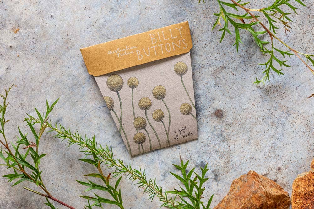 Billy Buttons Gift of Seeds (Australia Only)
