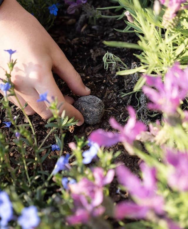 Bee & Beneficial Insect Seed Balls - 2 Sizes - Organic